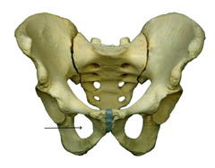 <p>opening in hip bone formed by the pubic and ischial rami</p>