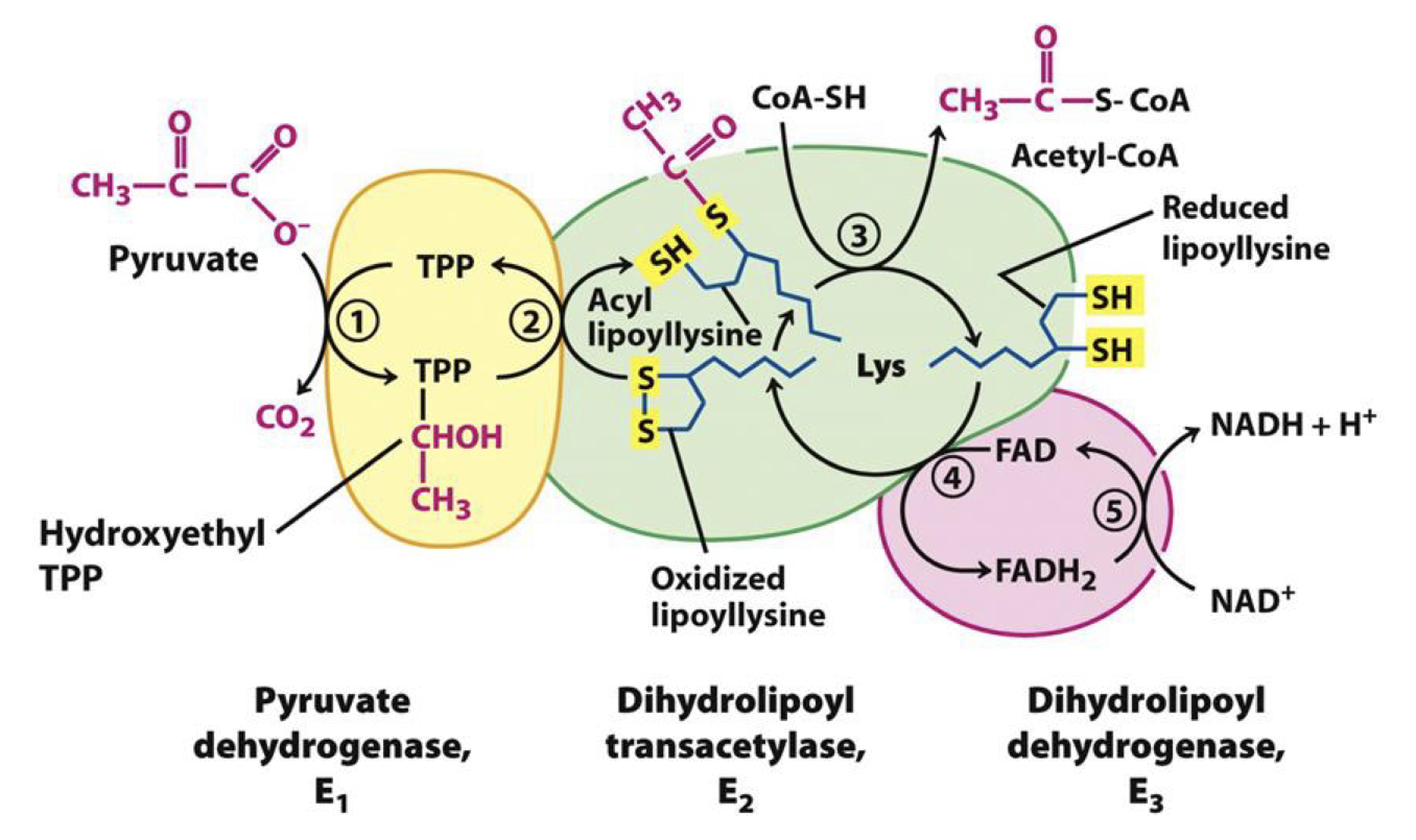 <p></p><ul><li><p><strong>Pyruvate Dehydrogenase:</strong> Pyruvate goes through decarboxylation reaction, releasing CO<sub>2</sub> and generating Hydroxyethyl TPP</p></li><li><p>Cofactors - Thiamine pyrophosphate (TPP)</p><ul><li><p>From <strong>Thiamine/Vitamin B1</strong>; Contains C-H group on thiazolium ring that participates in E reaction</p></li></ul></li></ul><p></p>