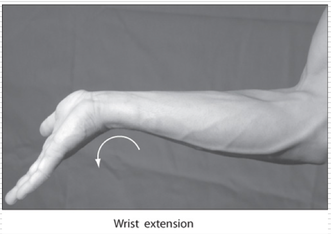<p>Movement of the palm posteriorly </p>