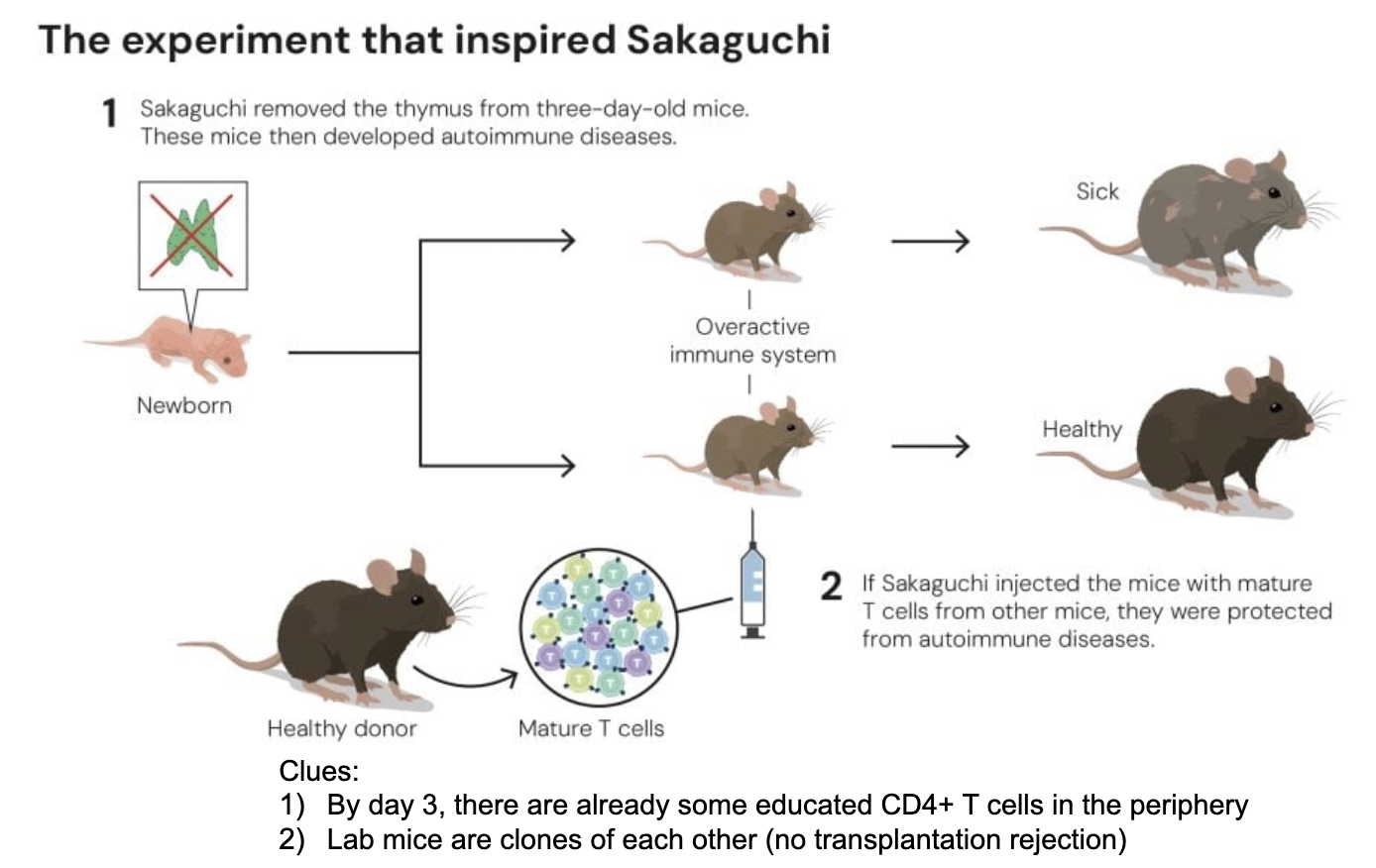 <p>Shimon Sakaguchi’s pivotal 1995 experiments discovered _ by showing that removing the thymus from 3-day-old mice caused autoimmune diseases, which could be prevented by injecting CD4+CD25+ T cells from healthy adults. </p><p>This demonstrated that _^_, maturing in the thymus, prevent self-attacking immune responses. </p>