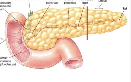 <p>Made up of exocrine portions which are ducts and inner islets that contain capillaries. The islets are the main endocrine regulator/component and contain 3 different cell types for 3 different hormones</p>
