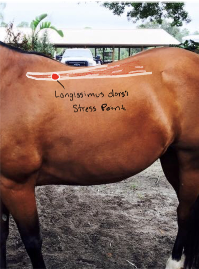 <p>Longissimus Dorsi muscle; extends back, loins, and lateral flexion. </p>