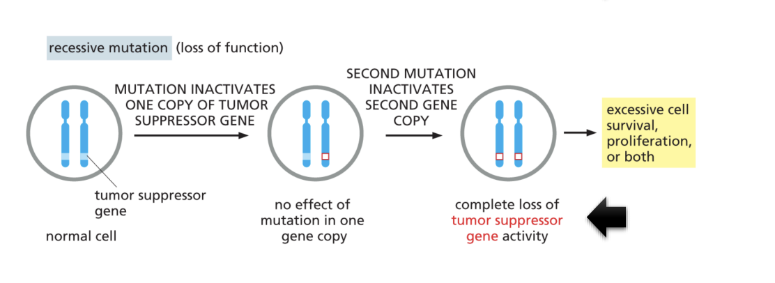 <p>It inactives the tumor suppressor but there’s no effect of mutation in one gene copy. So, if a second mutation inactivates the second gene copy, it leads to complete loss of tumor suppressor gene activity which causes excessive cell survival, proliferation, or both</p>