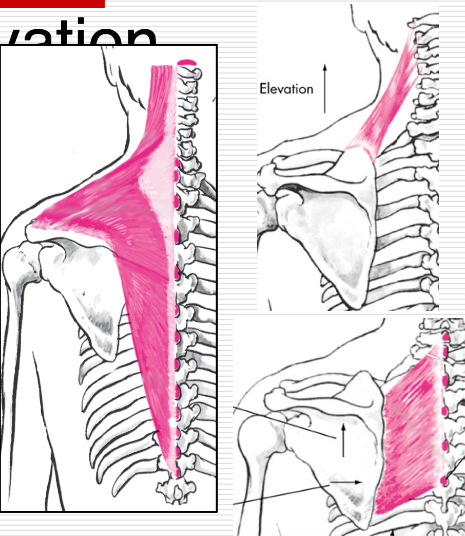 <p>Lifting scapular without rotation in anatomic position </p><p>Ex - Shoulder shrug </p><p>Agonists </p><ul><li><p>Levator Scapulae </p></li><li><p>Upper Trapezius </p></li><li><p>Middle Trapezius </p></li><li><p>Rhomboids </p></li></ul><p></p>