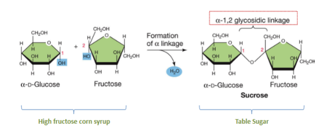 <p>covalent bond that joins a carbohydrate (sugar) molecule to another group</p><p>Glycosidic bonds between monomers can vary by</p><p>1) which carbons they link (allowing branching!) and</p><p>2) orientation of the bond.</p><p>These create FUNCTIONAL DIFFERENCES.</p><p>Fructose is sweeter than Glucose. Why? Tastes sweet because of diff structure since binds to sweet receptors on tastesbuds</p>