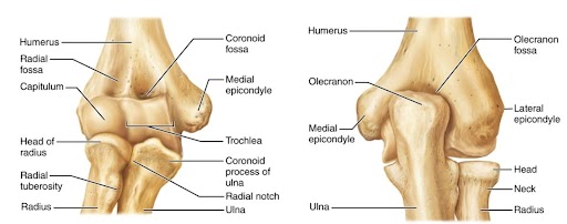 <p>what bones are these</p>