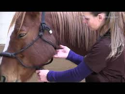 <p>where to check pulse in horse</p>