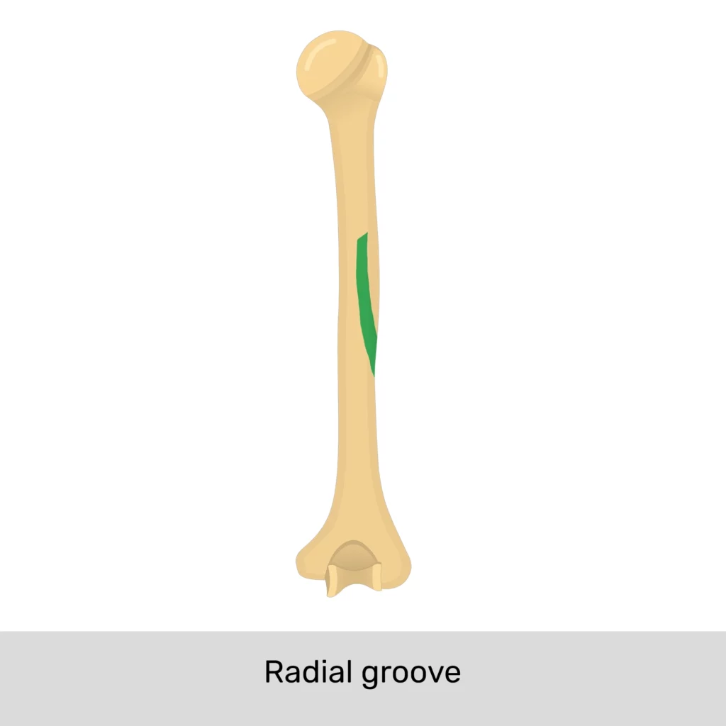 <p>Radial Groove</p>