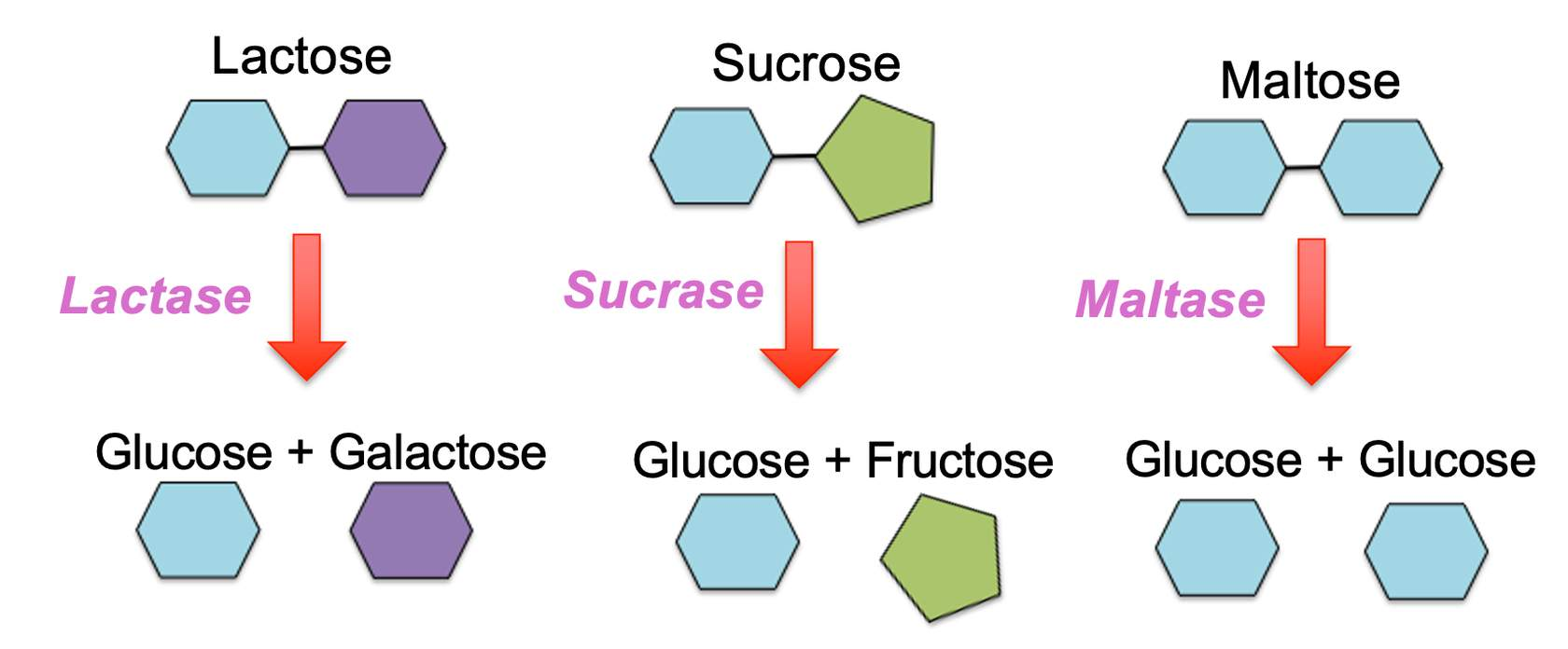 <p>alpha-limit dextrinase, another brush border enzyme. this releases all linear glucose polymers, which can then be digested by amylase. </p>