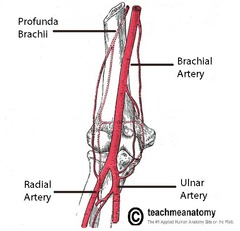 <p>Splits into radial and ulnar at distal end of cubital fossa</p>