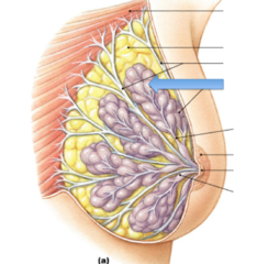 <p>breast</p>