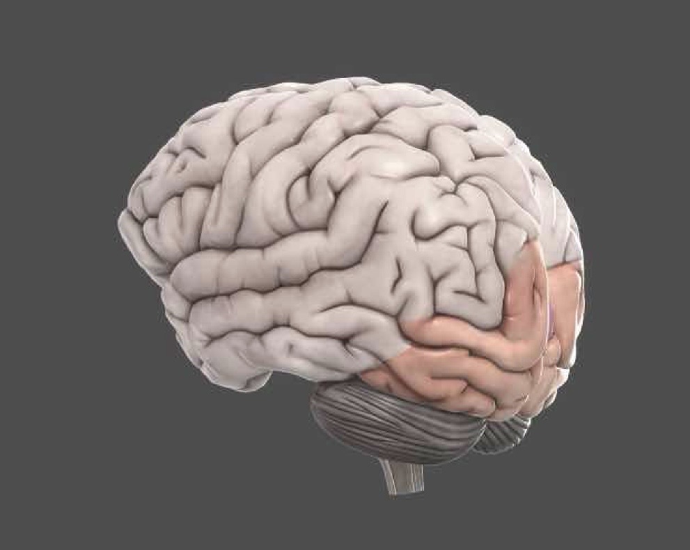 <p>What name of this structure in the brain? </p>