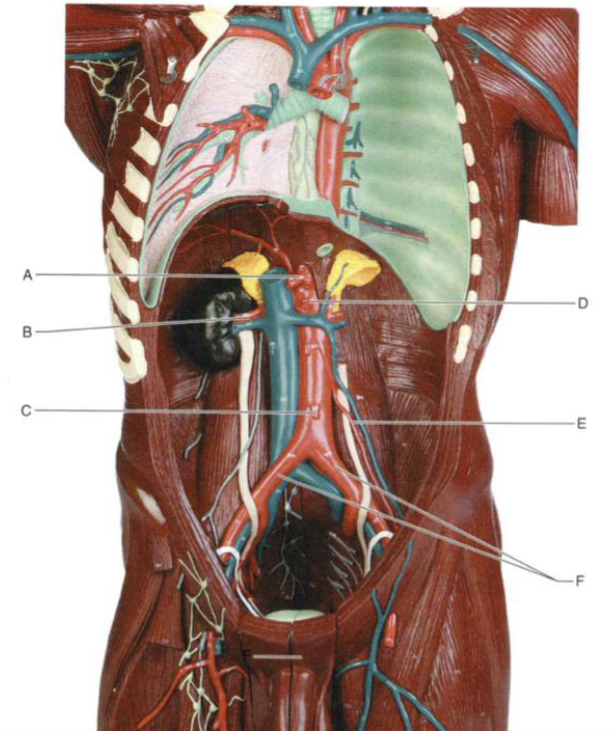 <p>Identify the structure indicated by F</p>