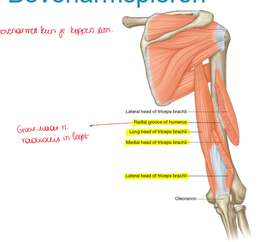 <p>laterale kop van m triceps brachii</p>