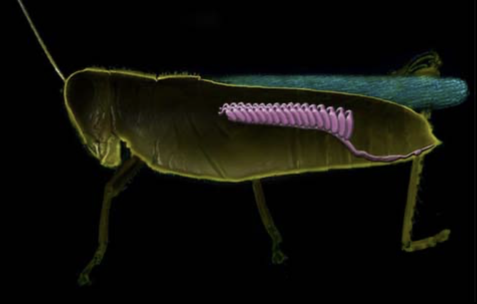 Female reproductive: What are the repeated pink egg-producing tubes?