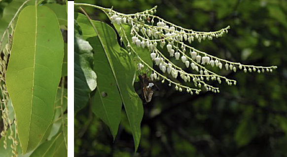 <p>Family<br>Genus<br>Species<br>Common Name</p>