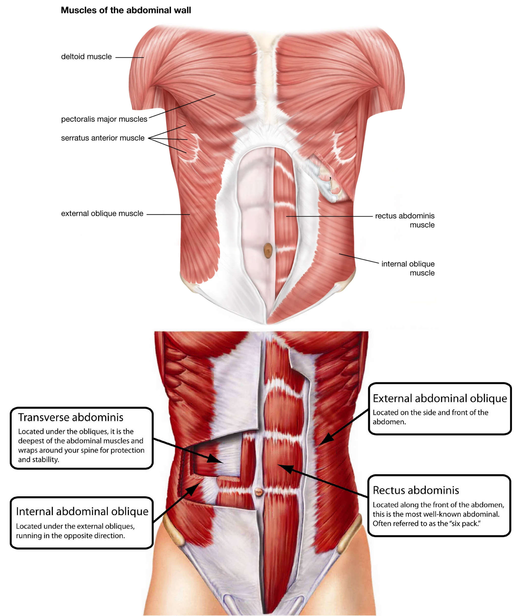 <p><span style="background-color: transparent;">Rectus abdominis — flexes the torso (bends forward); sits medial to (closer to the midline than) the external oblique. </span></p><p><span style="background-color: transparent;">External oblique — rotates/bends the torso, sits superficial to (on top of) the internal oblique.</span></p><p><span style="background-color: transparent;"> Internal oblique — rotates/bends the torso, sits deep to (underneath) the external oblique. </span></p><p><span style="background-color: transparent;">Transverse abdominal — deepest belly muscle, compresses the abdomen.</span></p><p><span style="background-color: transparent;"> Pectoralis major — adducts the arm (pulls it in toward the body); antagonistic to the deltoid. Serratus anterior — pulls the shoulder blade forward. </span></p><p><span style="background-color: transparent;">Deltoid — abducts the arm (raises it out to the side); antagonistic to pectoralis major.</span></p><p><br></p>