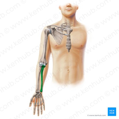 <p>What is this bone called</p>