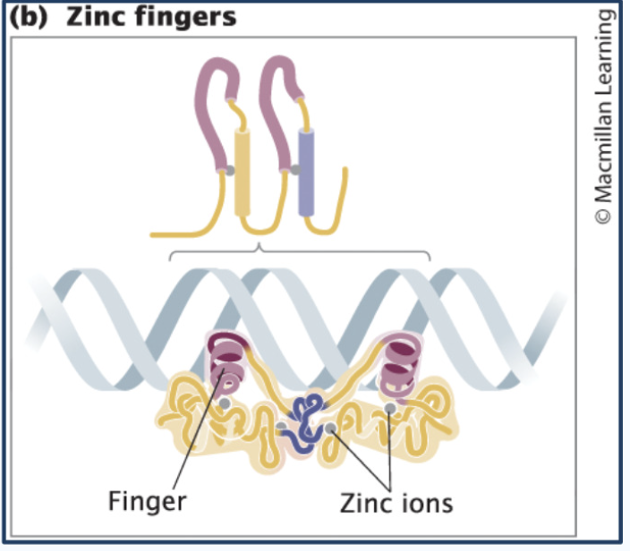 <p>Zinc Finger proteins</p>