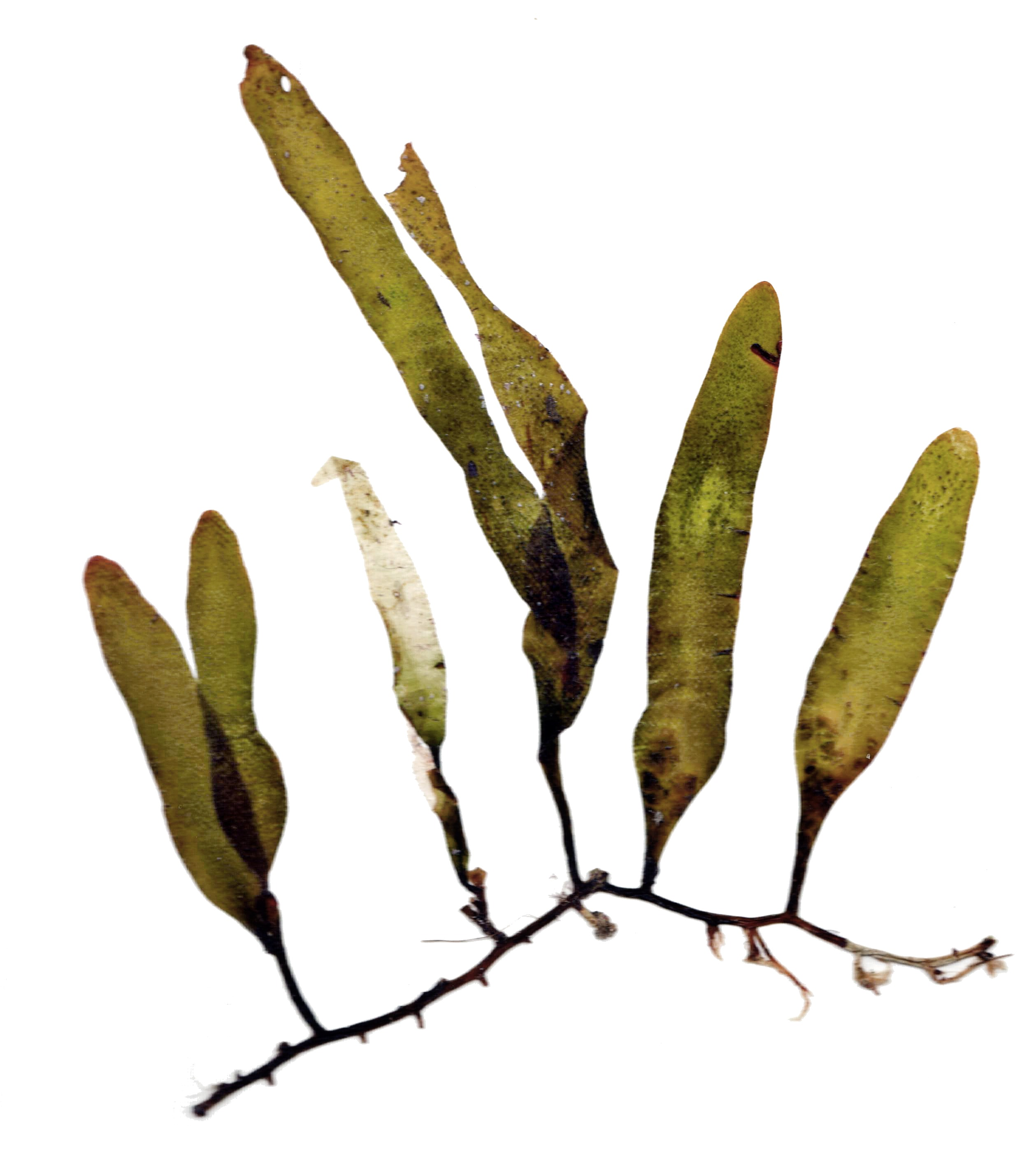 term image