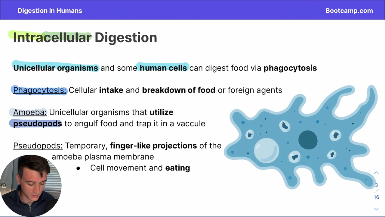 <p>used by ameobas, they are temporary, finger like projections of the amoeba plasma membrane</p>