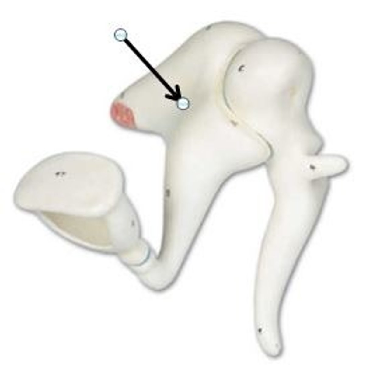 <p>Identify this structure (be specific).</p>
