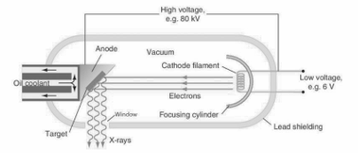 <p>A hot cathode produces electrons by thermionic emission. The electrons are accelerated towards an anode by a high voltage. A vacuum ensures that nothing slows down the electrons. The high-energy electrons hit a tungsten target which is set into the anode and produce X-rays. Lead shield with a small window ensures that X-rays are emitted in one direction; the shielding therefore protects the operator and patient from excess radiation. Only 1% of the electrons produce X-rays. About 99% of the electrons produce heat in the anode</p>