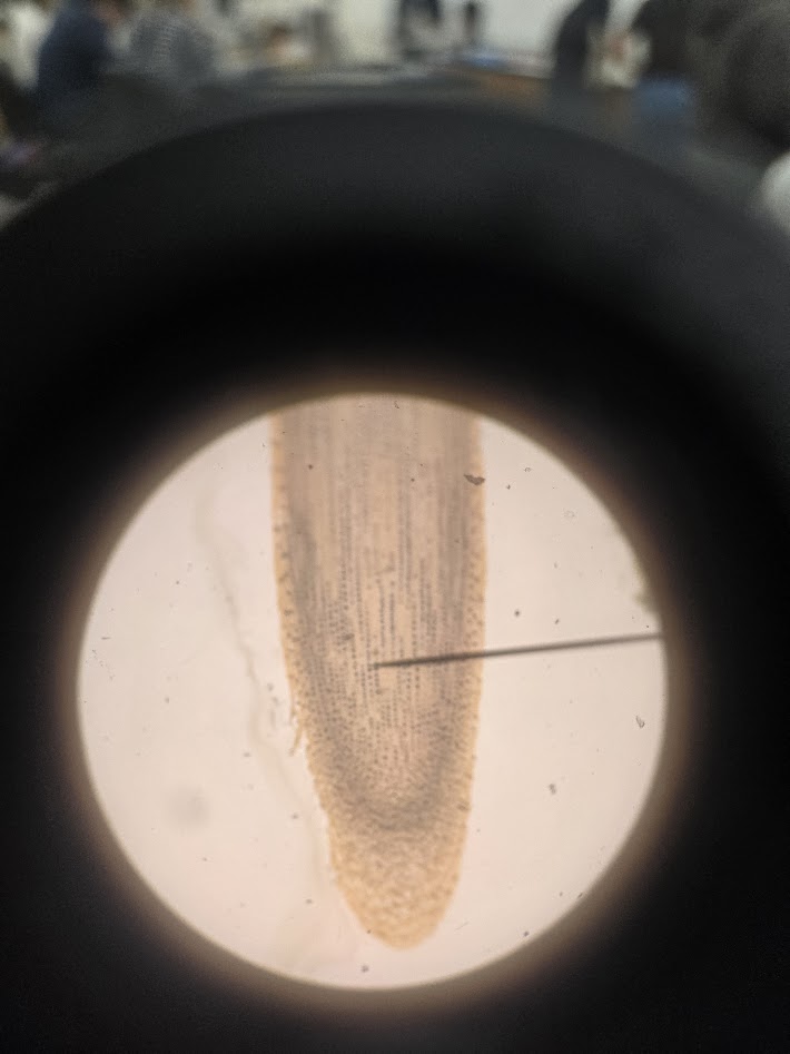 <ol><li><p>what is this structure?</p></li><li><p>what is the zone on the bottom half?</p></li><li><p>what is the zone on the upper half?</p></li></ol><p></p>