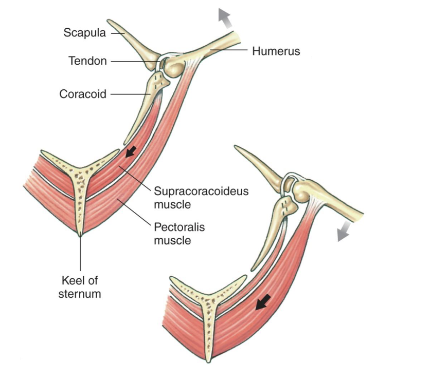 <p>it raises the wing through “rope and pulley” arrangement. Located between pectoralis and the sternum and also attached to humerus by a tendon.</p>