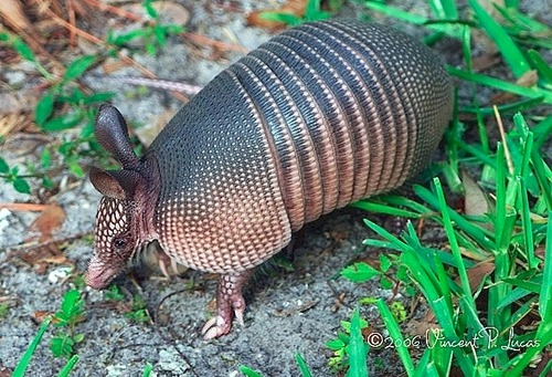 <p>What is the common name of this animal</p>