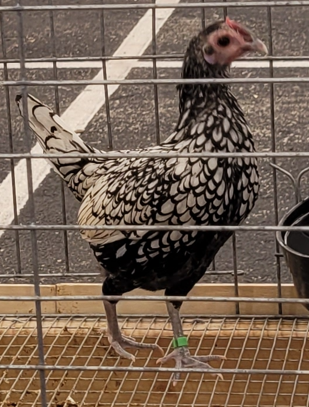 <p>What type of hen is this?</p>