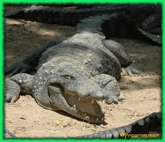 <p>1) Lay lots of eggs at a time (> a dozen)</p><p>2) Nest on ground </p><p>3) Eggs piled in the nest without order</p><p>4) Lined with vegetation for heat </p><p>5) no incubation from the body</p>