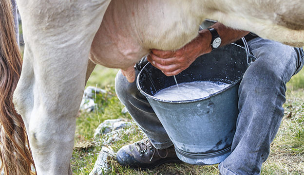 <p>Milking </p>