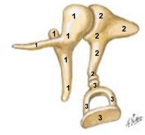 <p>What is the bone labeled '3’?</p>