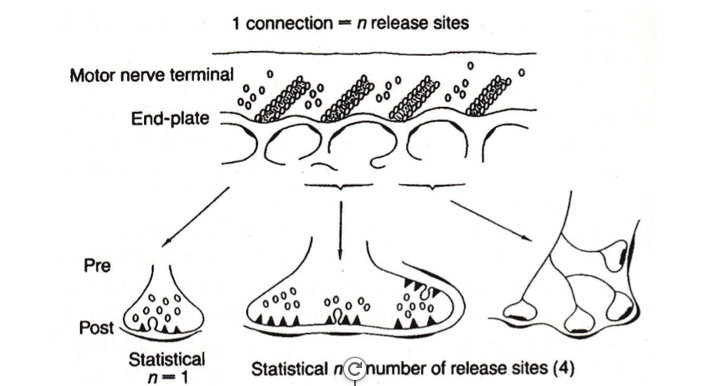 <p><span style="font-family: "Helvetica Light";">&nbsp;- the NMJ might have several hundred release sites for each contact it makes with the muscle fiber (i.e., the motor end plate), which means that it can have a quantal content of a hundred vesicles or more.</span></p><p><span>&nbsp;- in comparison, central synapses are puny, with just one, or a handful of release sites per contact—therefore, many postsynaptic inputs must add together in order to trigger an action potential.</span></p>
