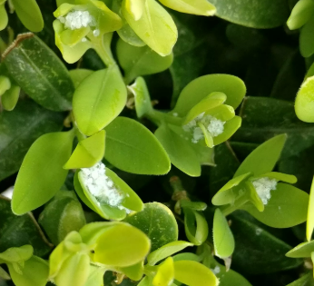 <p>Cacopsylla buxi Boxwood </p>