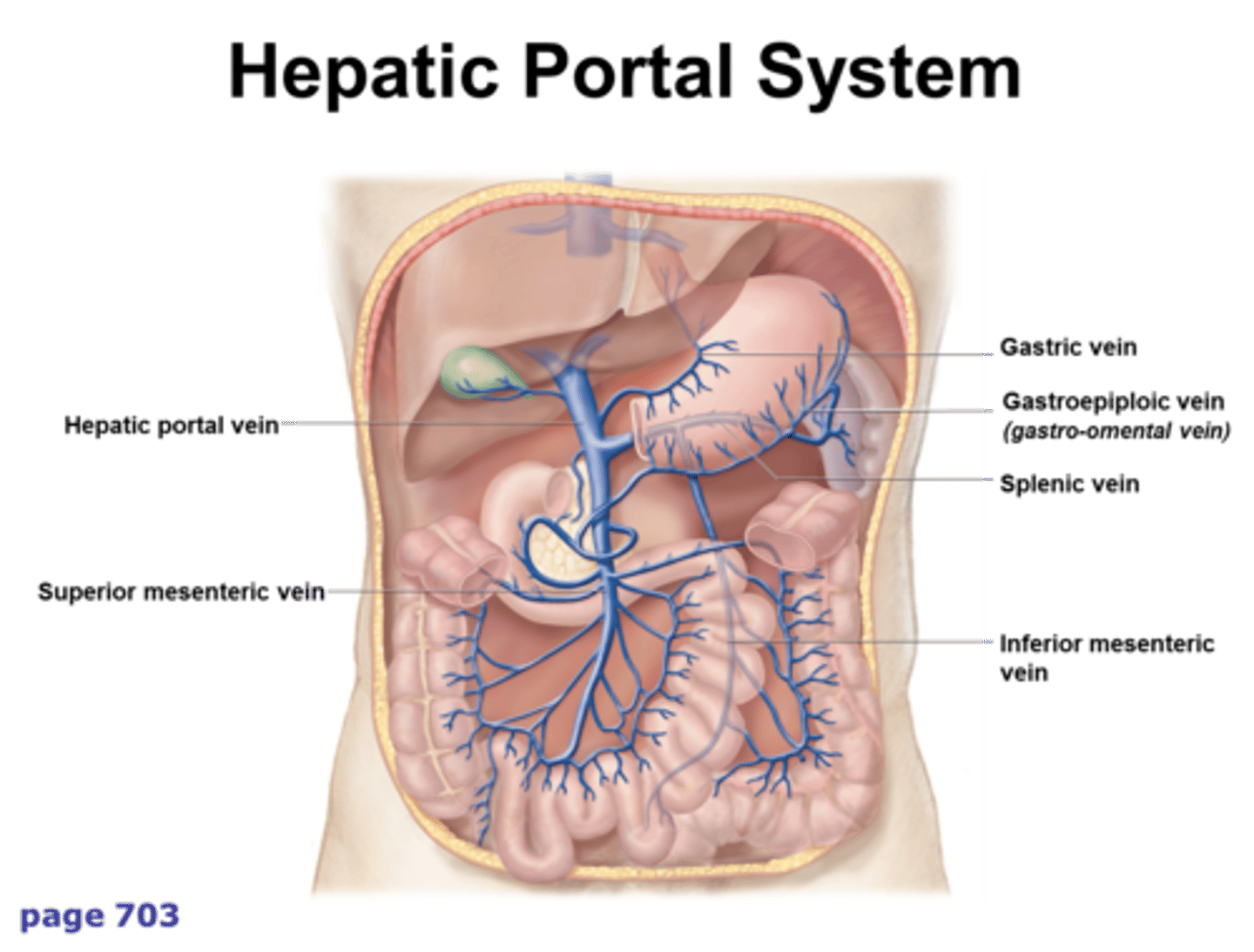 <p>hepatic portal system</p>