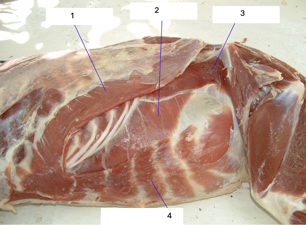 <p>What muscle group is this?</p><p>What muscles are these?</p>
