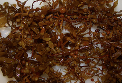 <p>• multicellular</p><p>• cold-water currents</p><p>• kelps</p><p>• walls have algin; thicken foods</p><p>• CHLOROPHYLL A AND C</p><p>• cellulose in walls</p>