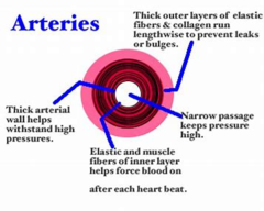 <p>narrower lumen and thicker elastic layer than veins to help maintain blood pressure - the walls can stretch and recoil in response to heartbeat</p><p>thicker muscle layer than veins so that constriction and dilation can occur to control blood volume</p><p>thicker walls and veins to help prevent the vessels bursting due to high pressure</p><p>no valves</p>