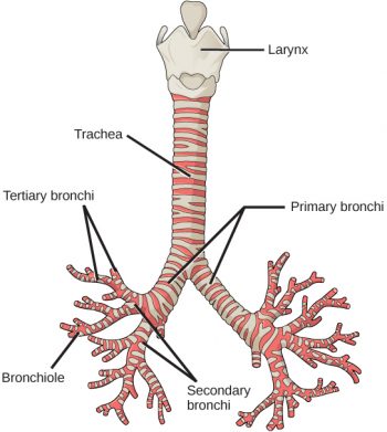 <p>trachea & below</p><p>-air passage and gas exchange</p>