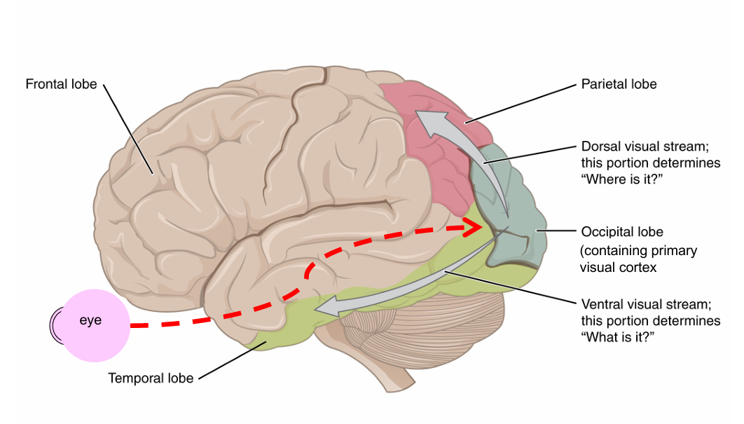 <p>Occipital lobe </p><ul><li><p>projects ventrally to the temporal lobe </p></li><li><p>projects dorsally to the parietal lobe </p></li></ul><p></p>