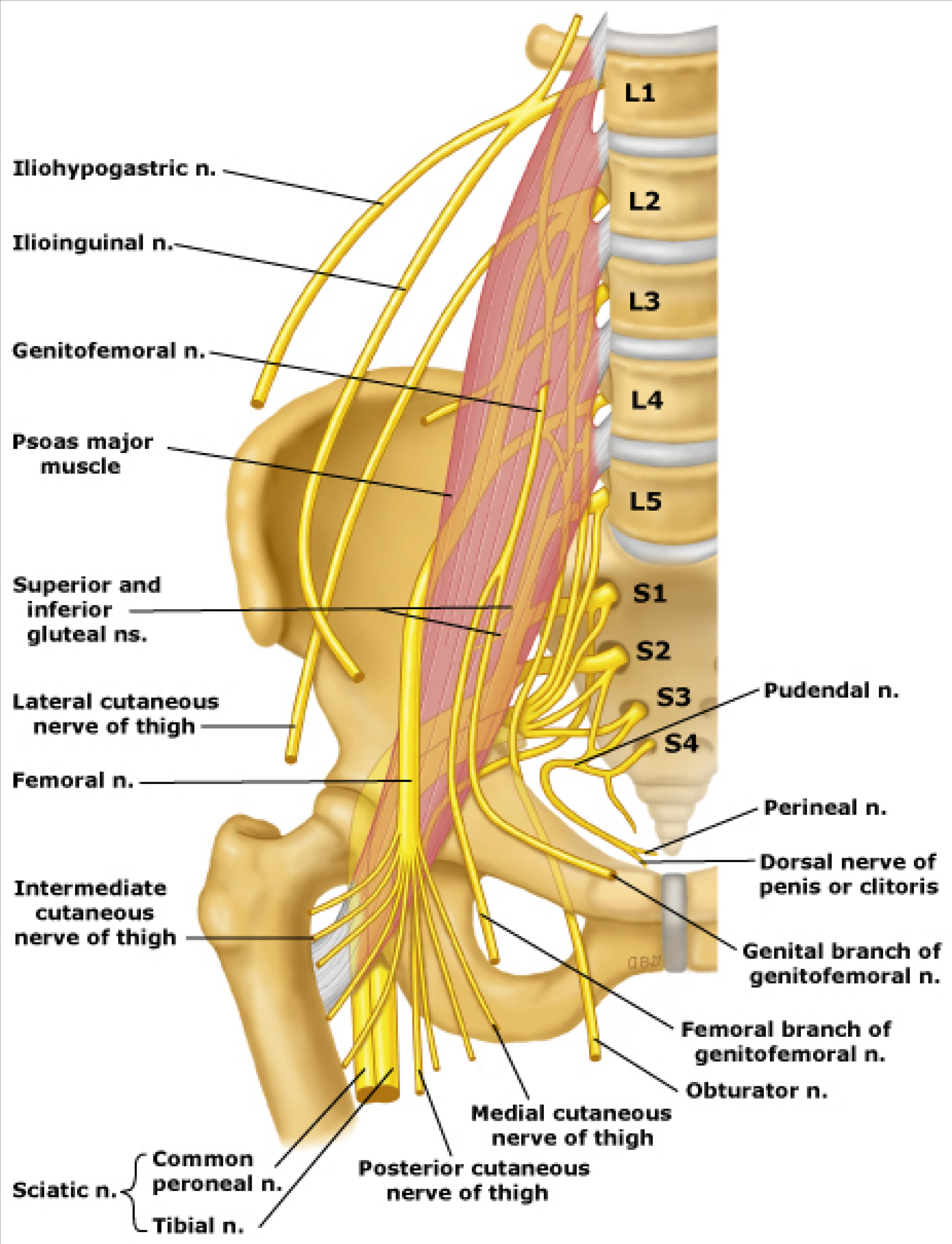 <ul><li><p>A plexus responsible for controlling pelvis and leg.</p></li><li><p>A peripheral nerve is sciatic. </p></li></ul><p></p>