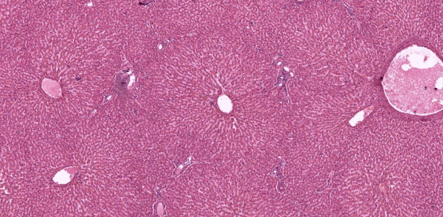 <p>Identify the Organ and Structures?</p>