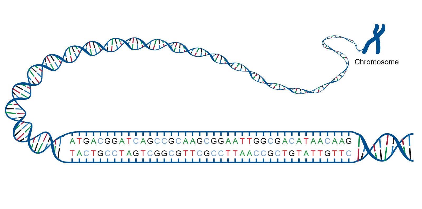 <p>Specific DNA sequences that the oestrogen-receptor complex binds to in order to regulate gene expression.</p>