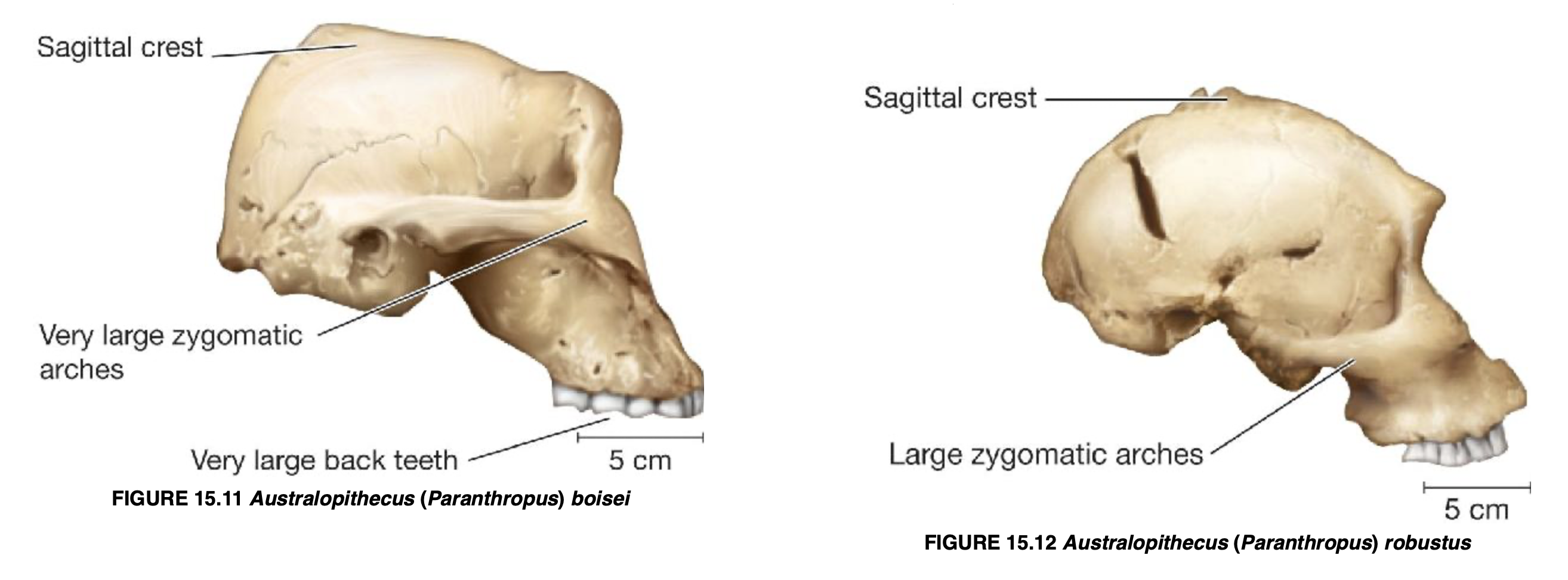 <p>Paranthropithecus (Au.) bosei/robustus</p>