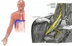 <p>innervates the diaphragm. In neck</p>