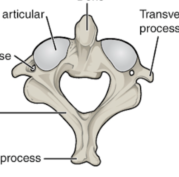 <p>What is this bone? </p>