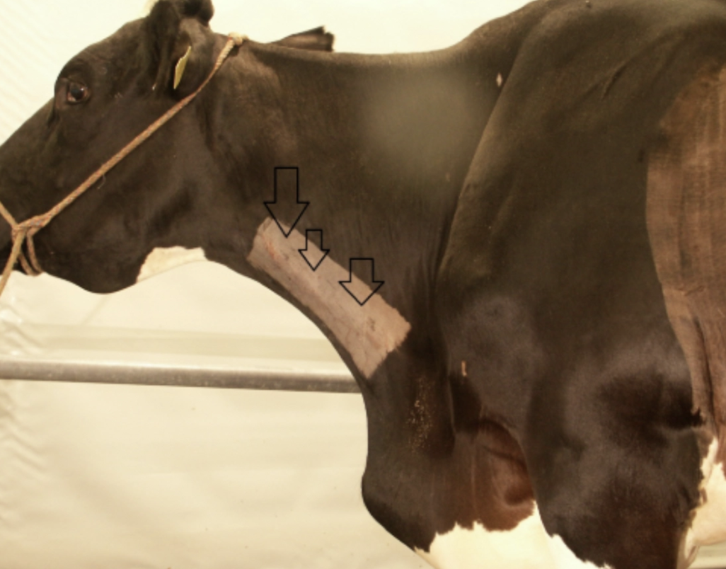 <p><u>Normal:</u> Jugular pulse seen from level of thoracic inlet to <1/2 neck height</p><p><u>Abnormal:</u> Jugular pulse >1/2 up neck</p><ul><li><p>NORMAL to extend further when head down</p></li><li><p>Jugular cording</p></li></ul><p><u>Fill:</u> Hold off jugular vein at thoracic inlet to observe jugular fill (assess central venous pressure and volaemic status)</p><p><u>Differentiation:</u> Hold off jugular vein at head and wipe blood into heart → Assess if jugular pulse returns</p><p><u>DDx:</u> </p><ol><li><p>RCHF (eg. endocarditis)</p></li><li><p>Traumatic reticuopericarditis</p></li><li><p>Johne’s disease</p></li></ol><p></p>