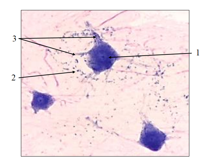 <ol><li><p>What is the name of this tissue?</p></li><li><p>Where is it located?</p></li><li><p>Name terms 1-3.</p></li></ol><p></p>